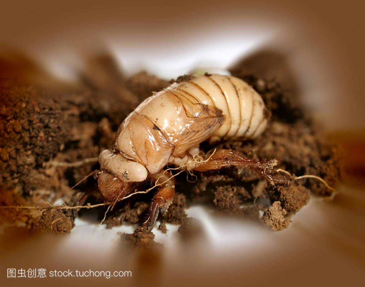 圣诞节的甲虫幼虫 scarabaeidae anoplognathu