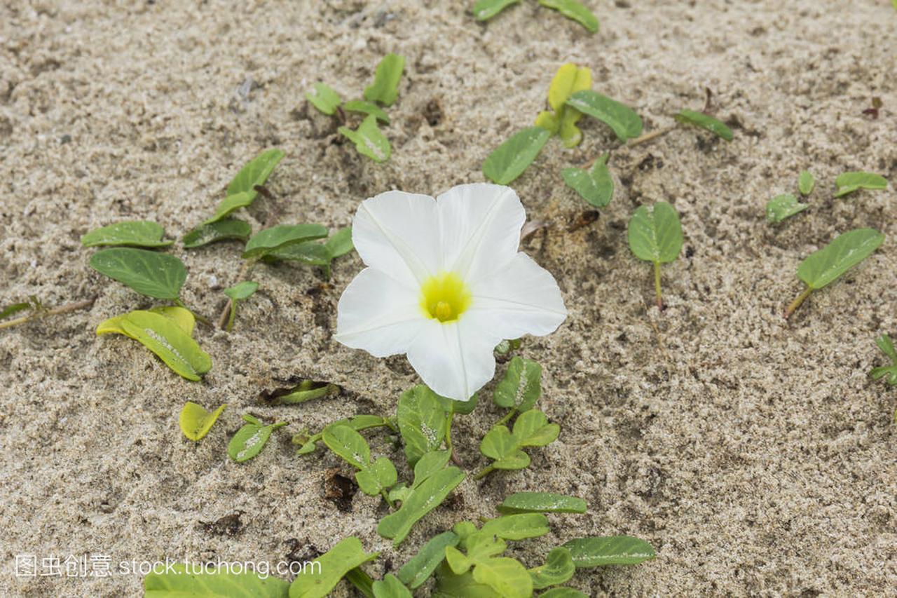 Ipomoea pes-caprae Sweet or Beach Morning 