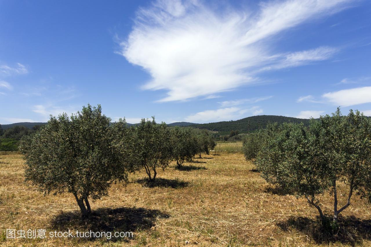 在地中海国家的农业土地橄榄树