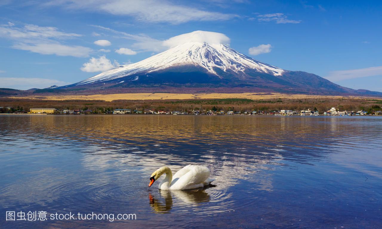 白色天鹅与富士山在日本山梨县山中湖