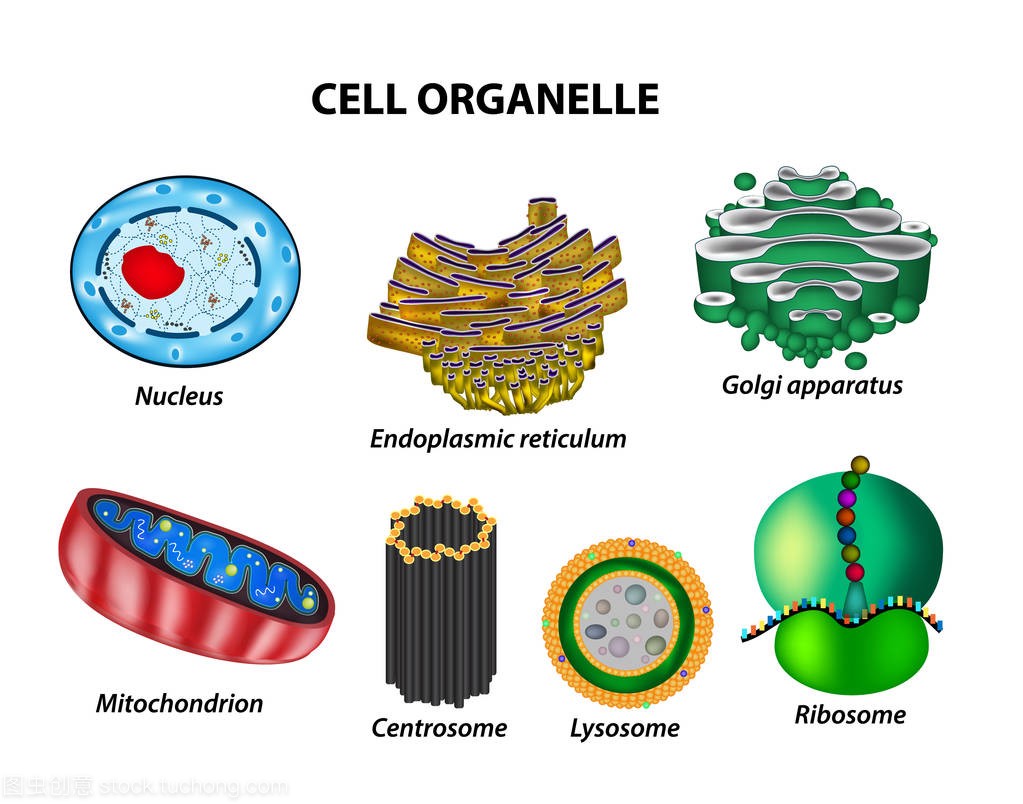 设置单元格的细胞器。核、 内质网、 高尔基体、 线粒体、 中心体、 溶酶体、 核糖体。信息图表。对孤立背景矢量图