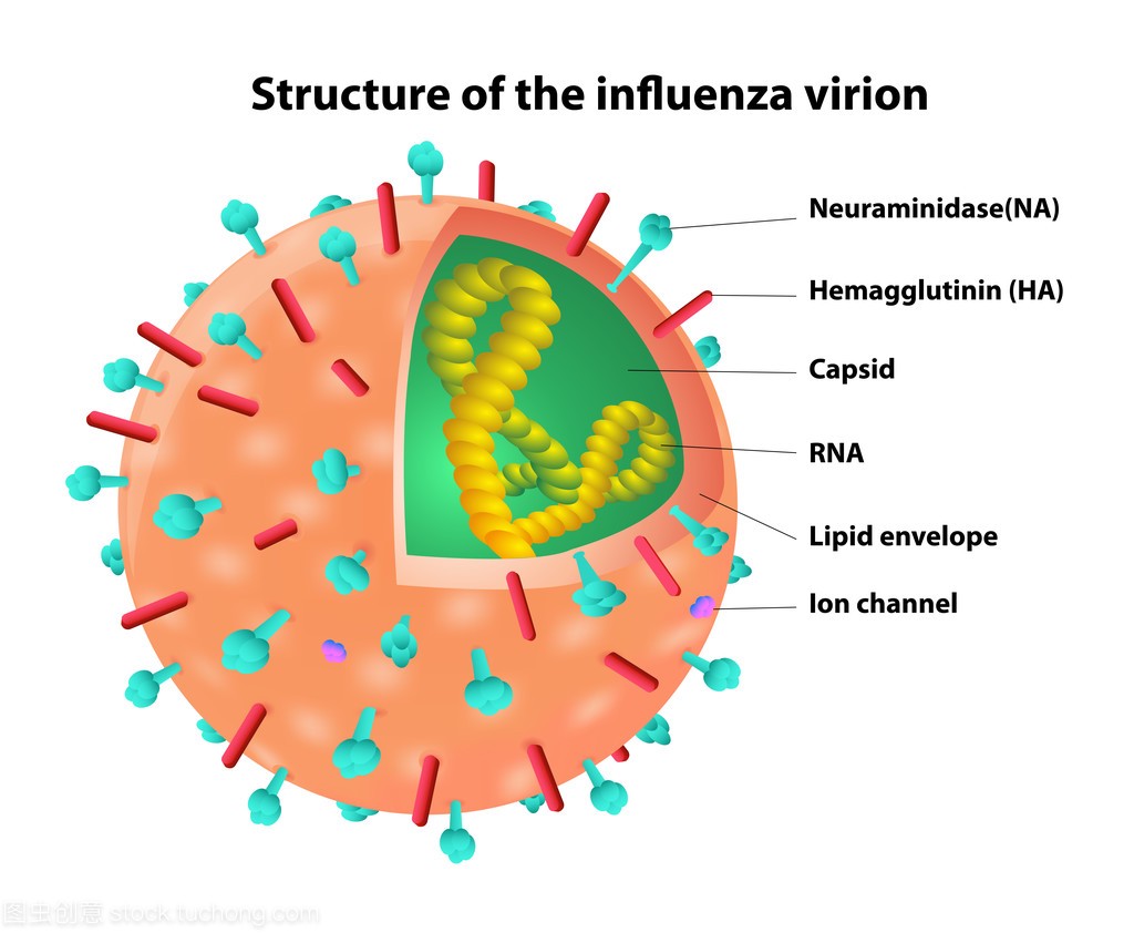 流感病毒体的结构。病毒。矢量