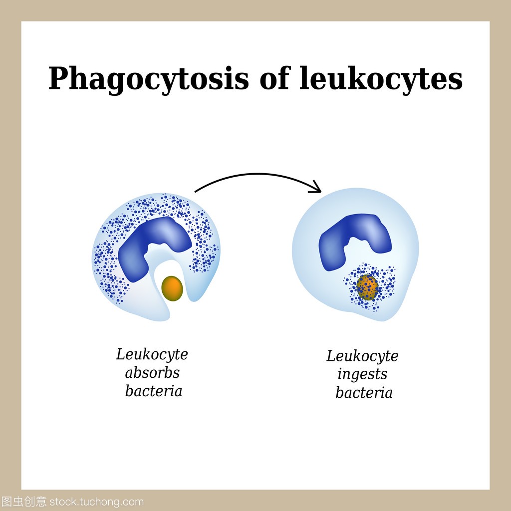 吞噬作用。由白细胞破坏细菌的过程。孤立在白