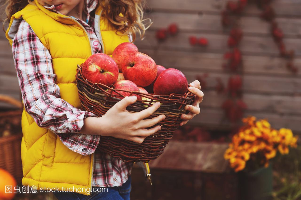 快乐的孩子女孩在农场摘新鲜的苹果。国家生活
