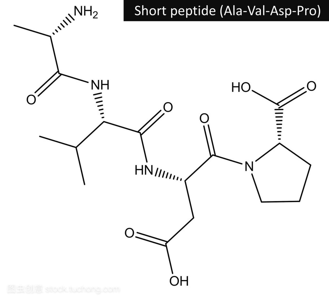 短肽分子的结构