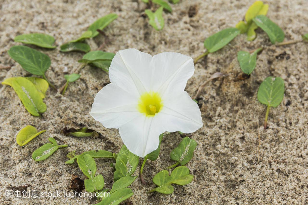 Ipomoea pes-caprae Sweet or Beach Morning 