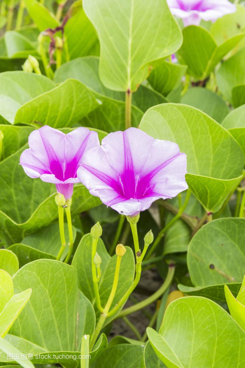 Ipomoea pes-caprae Sweet or Beach Morning 