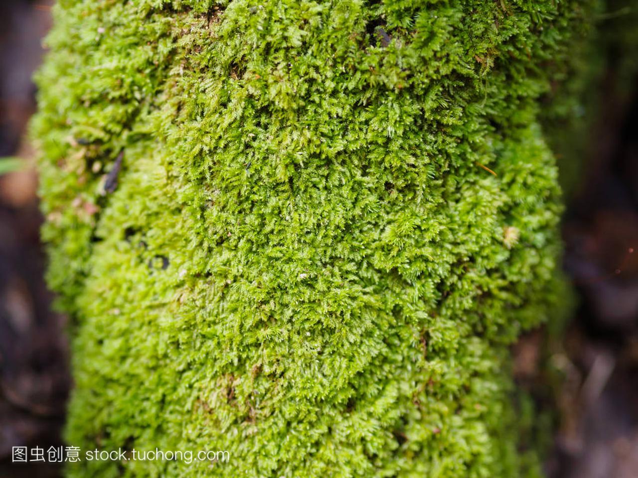 漂亮的绿色苔藓上旧根树纹理背景和特写镜头焦