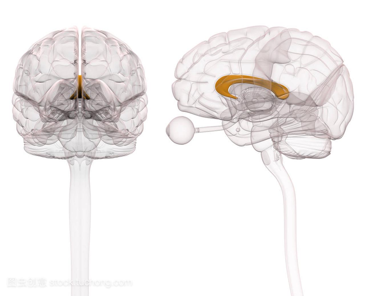 胼胝体大脑解剖-3d 图