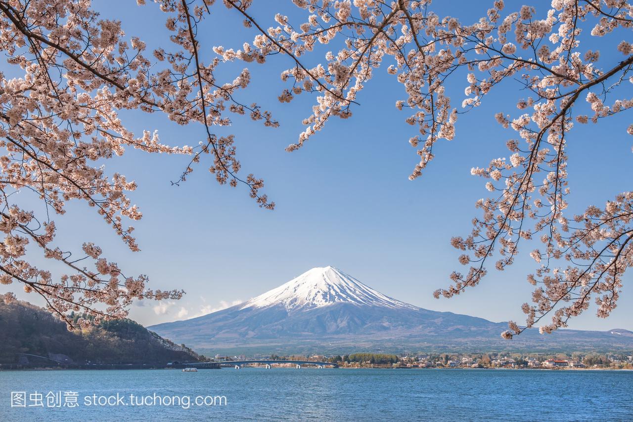 富士山和樱花树枝在河口湖,日本