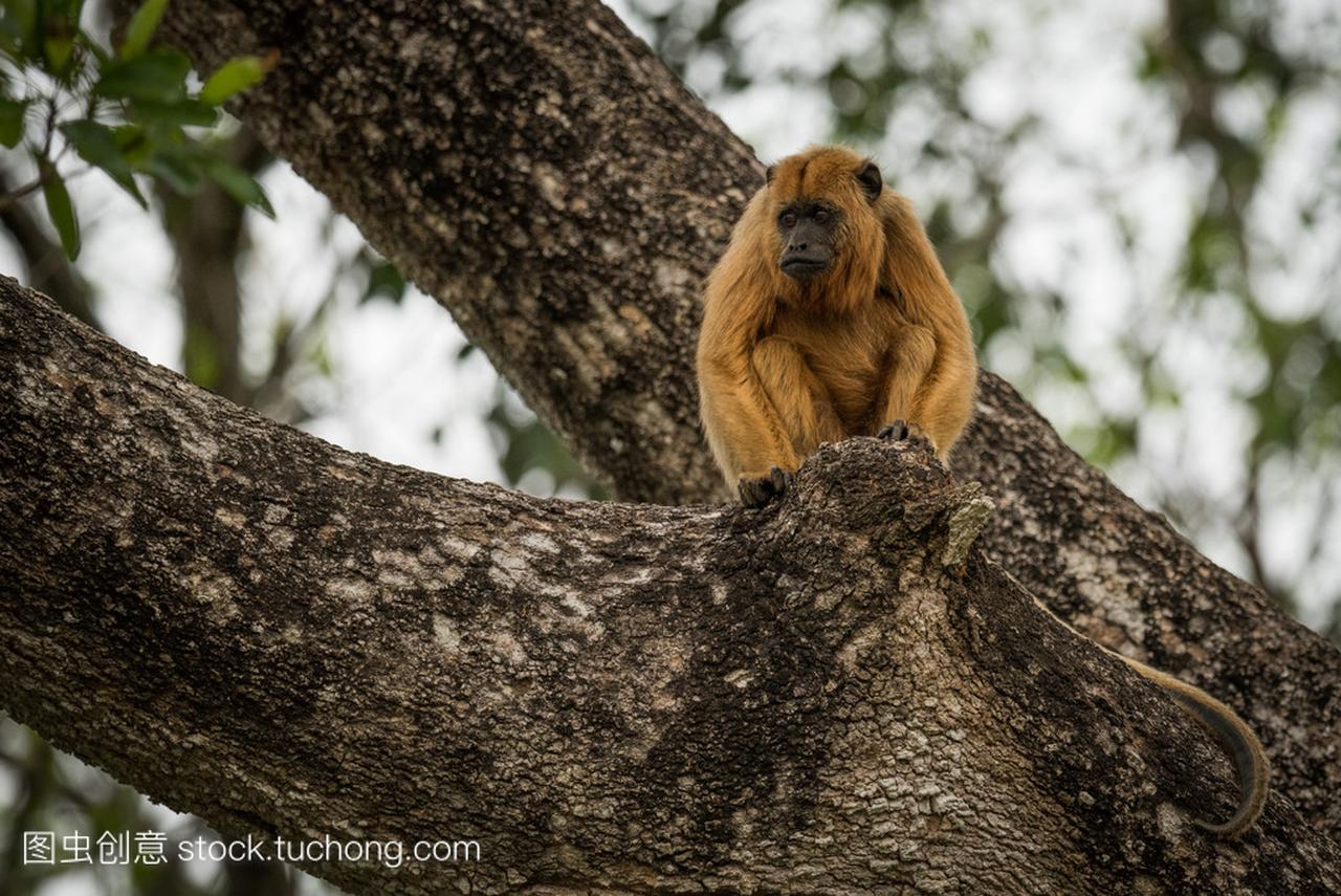 女黑吼猴坐在树上