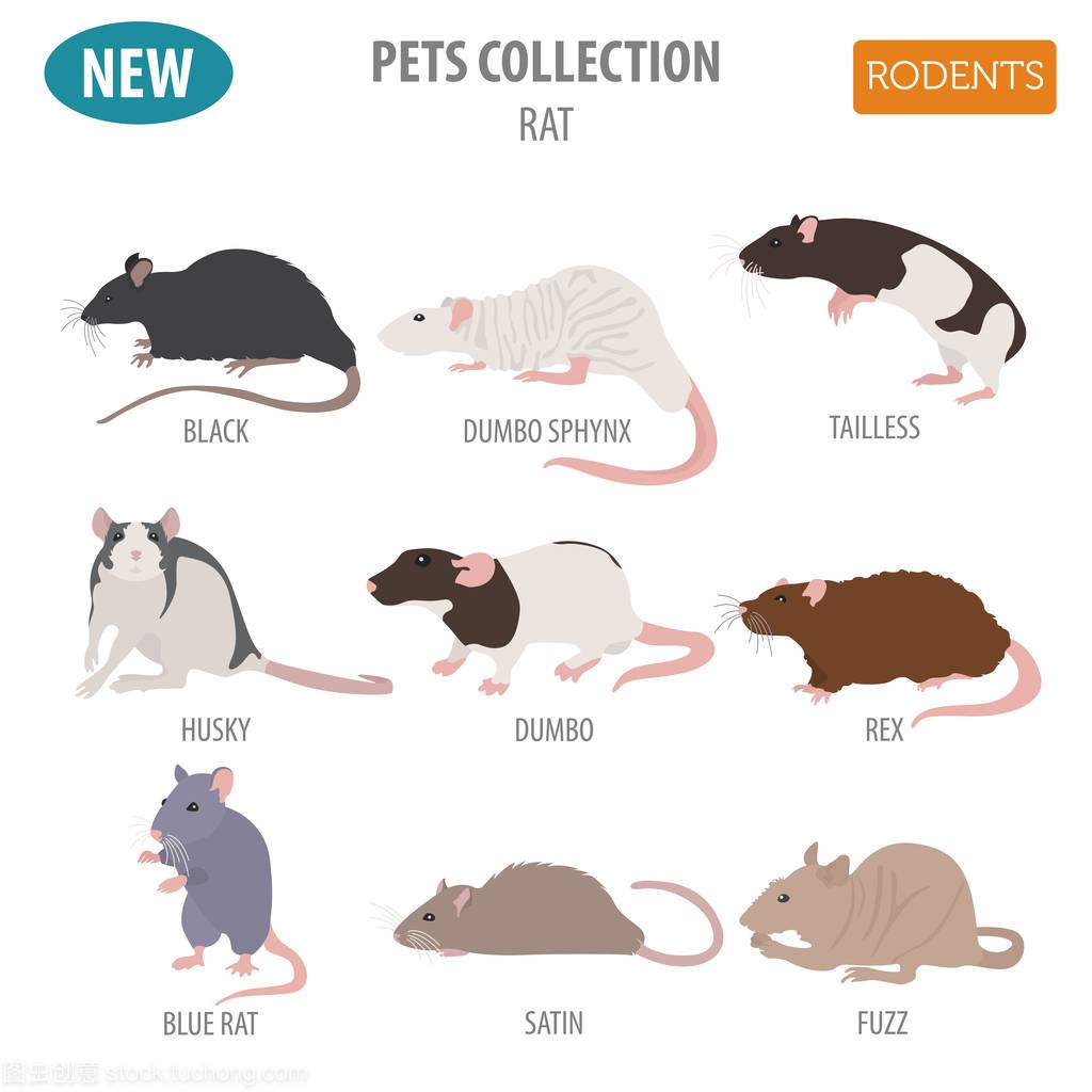 大鼠品种白色孤立平面样式的图标集。宠物鼠 