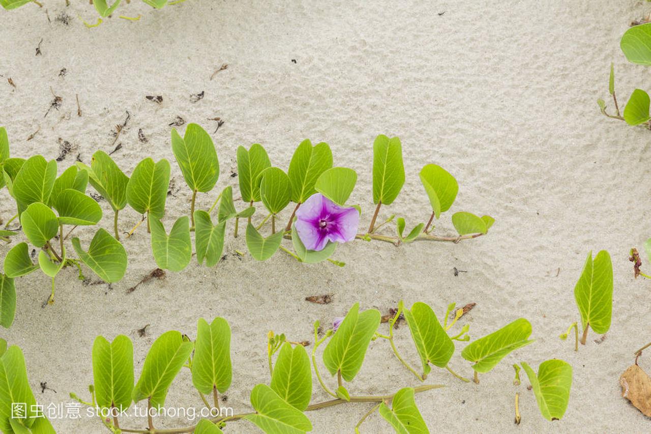 Ipomoea pes-caprae Sweet or Beach Morning 