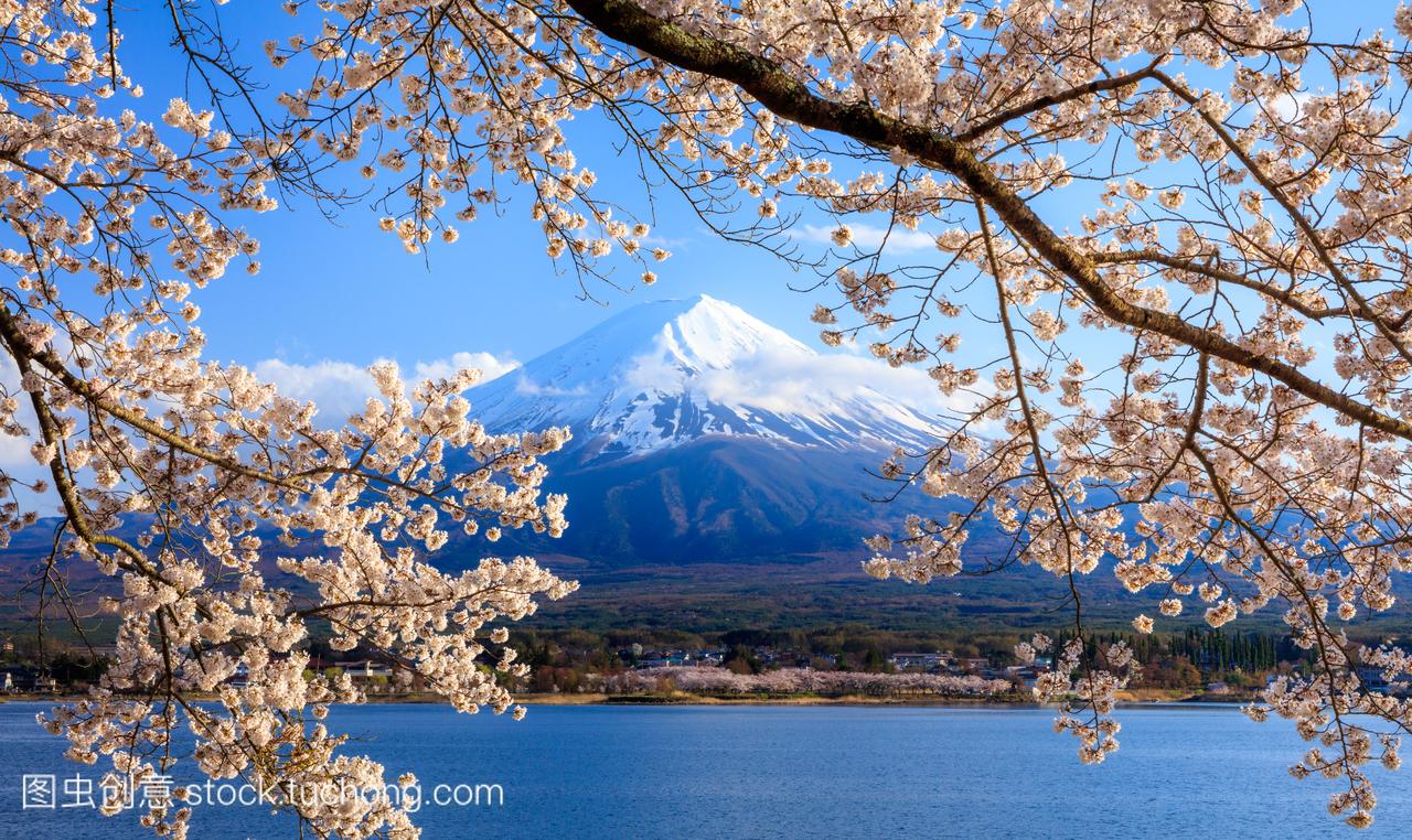 富士山和樱花盛开在湖河口湖,日本