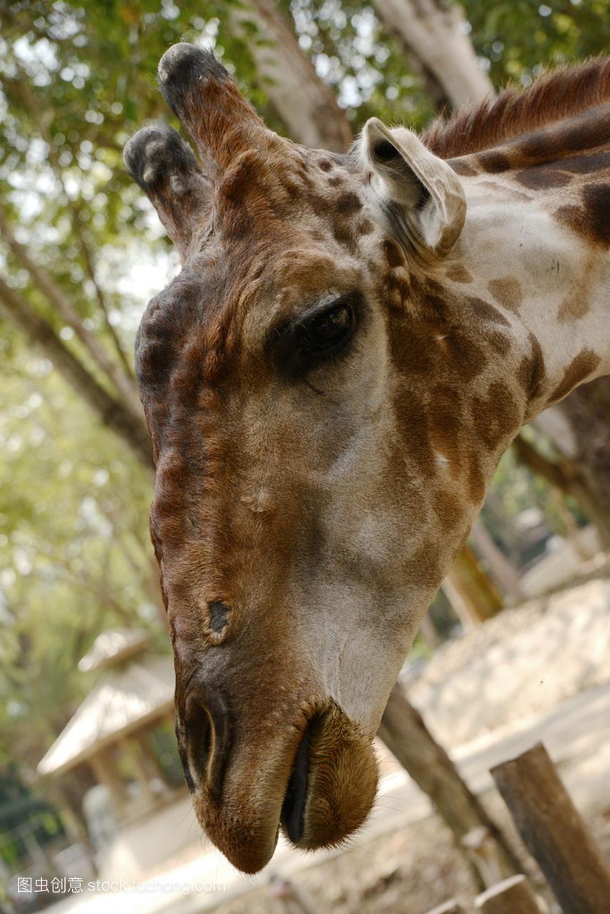 走在 zoopark 的巨大长颈鹿