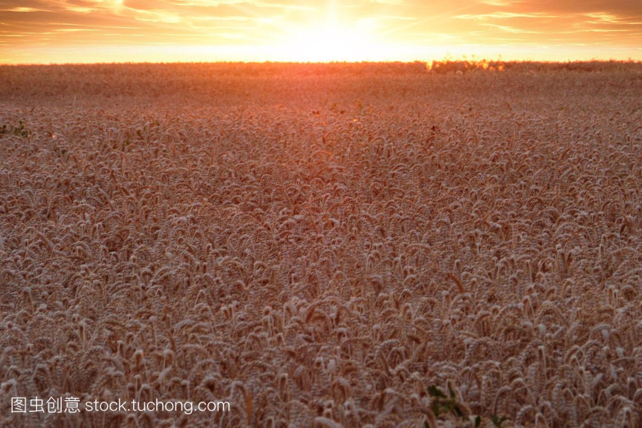 一英亩小麦日落时分