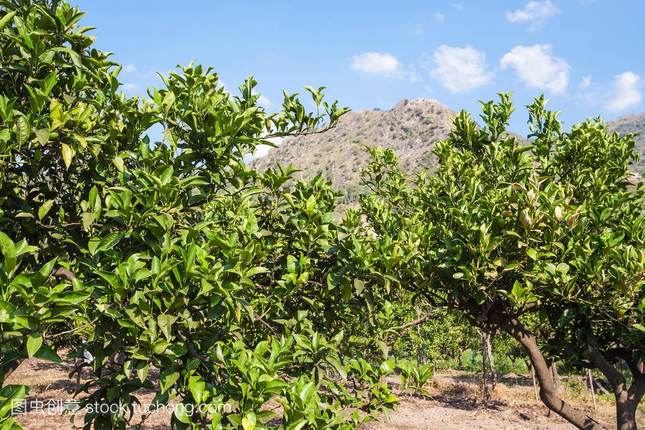 在夏天在西西里岛果园的柑橘树