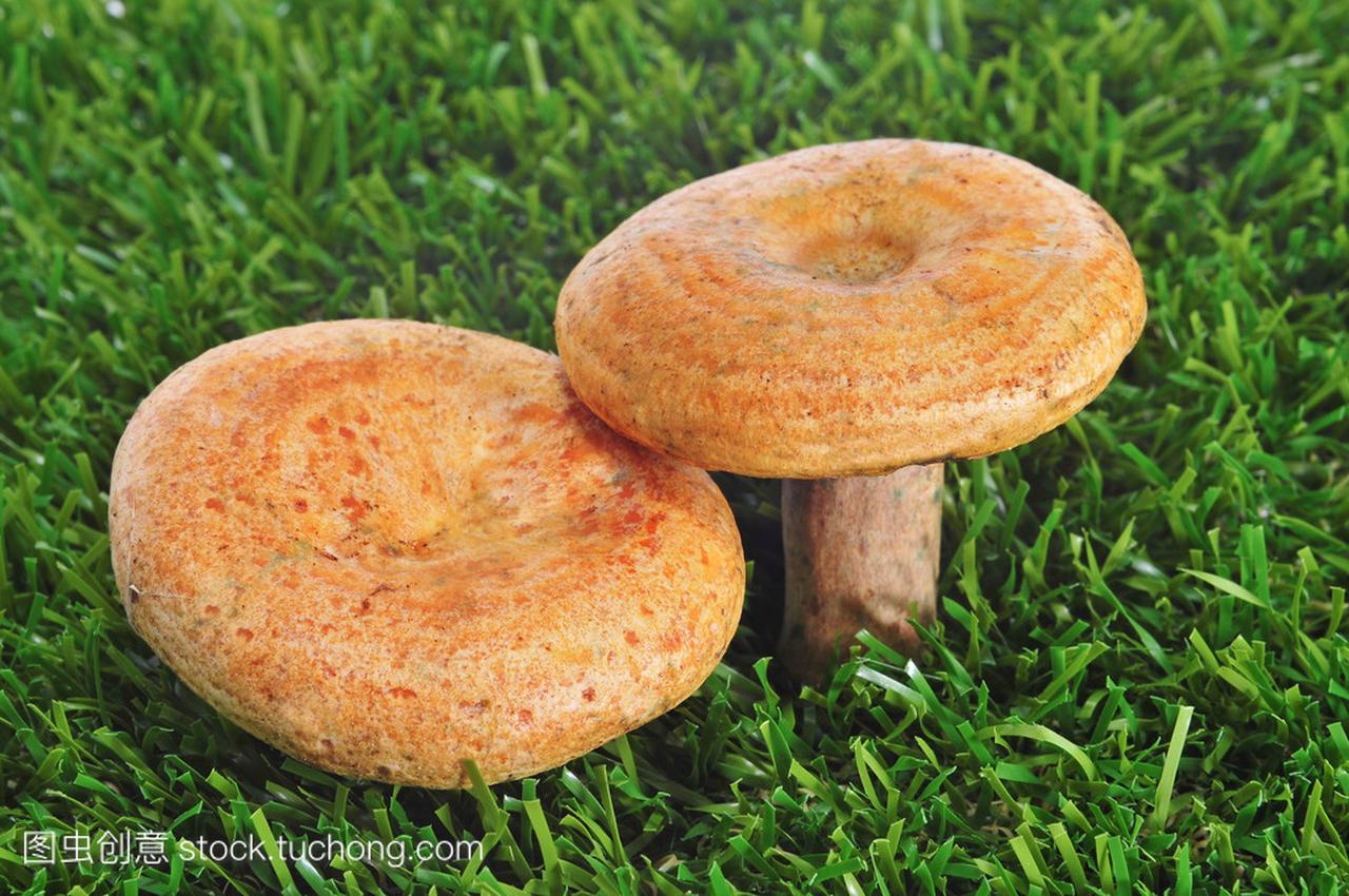 Rovellons,西班牙的典型秋季蘑菇