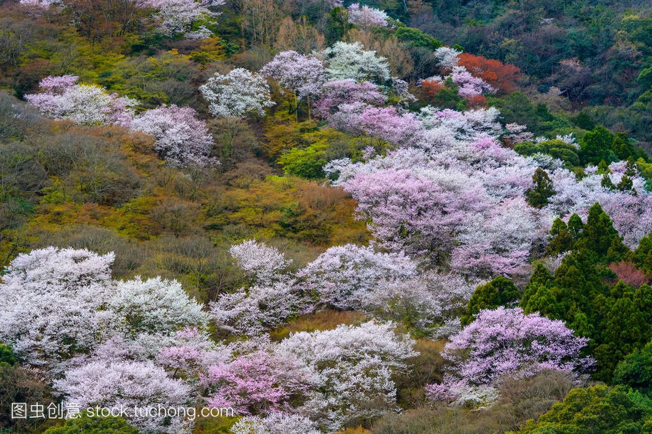 白色和粉色野生樱花在日本京都岚山区山岚
