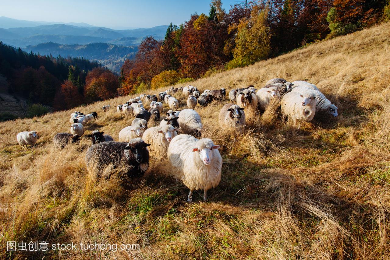 一群羊正在吃草的字段