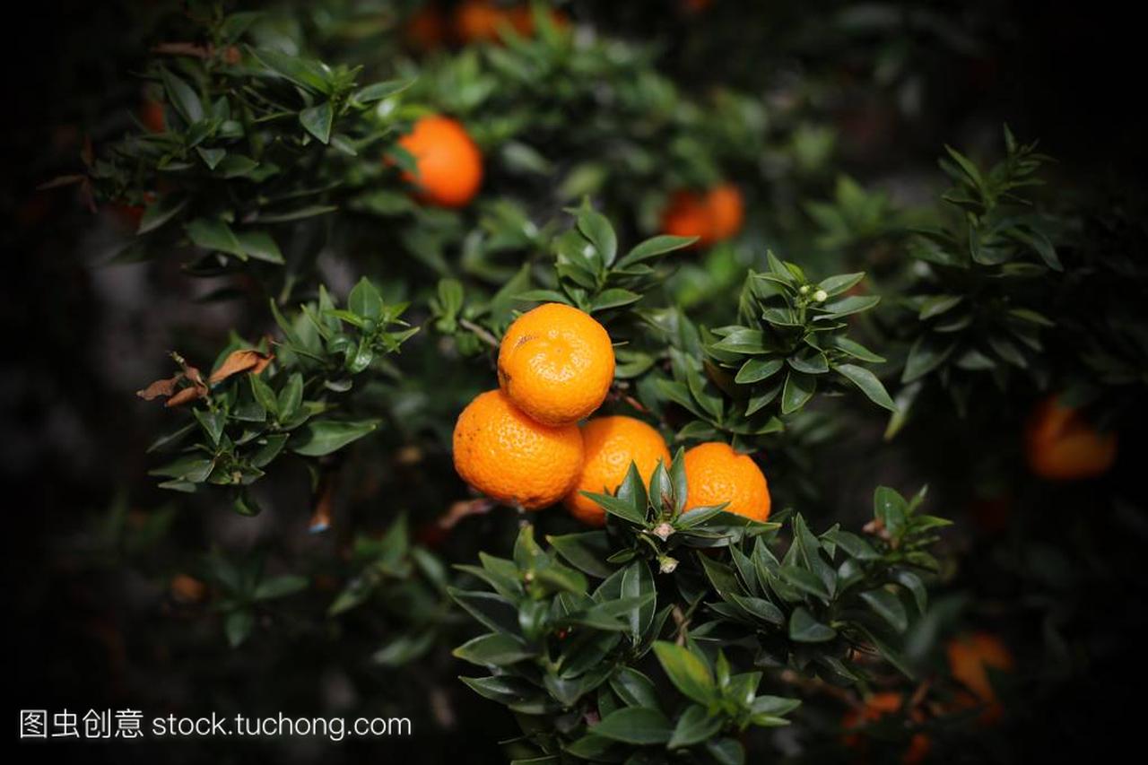 在郁郁葱葱的地中海果园成熟柑橘