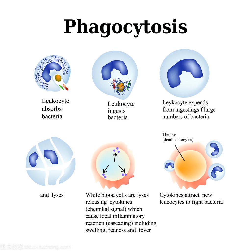吞噬作用。由白细胞破坏细菌的过程。孤立在白