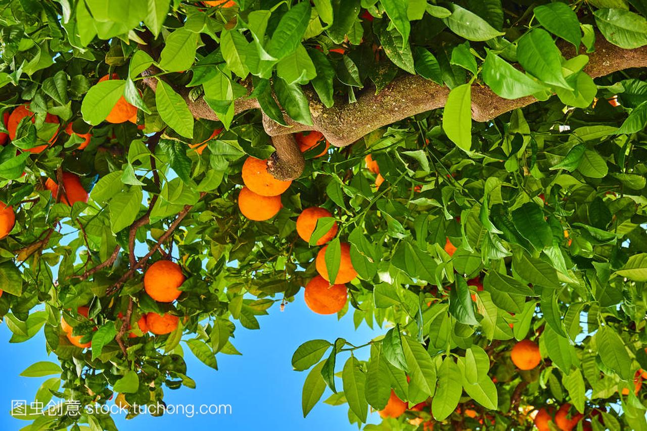 蓝色的天空树上成熟的柑橘。橘树。O