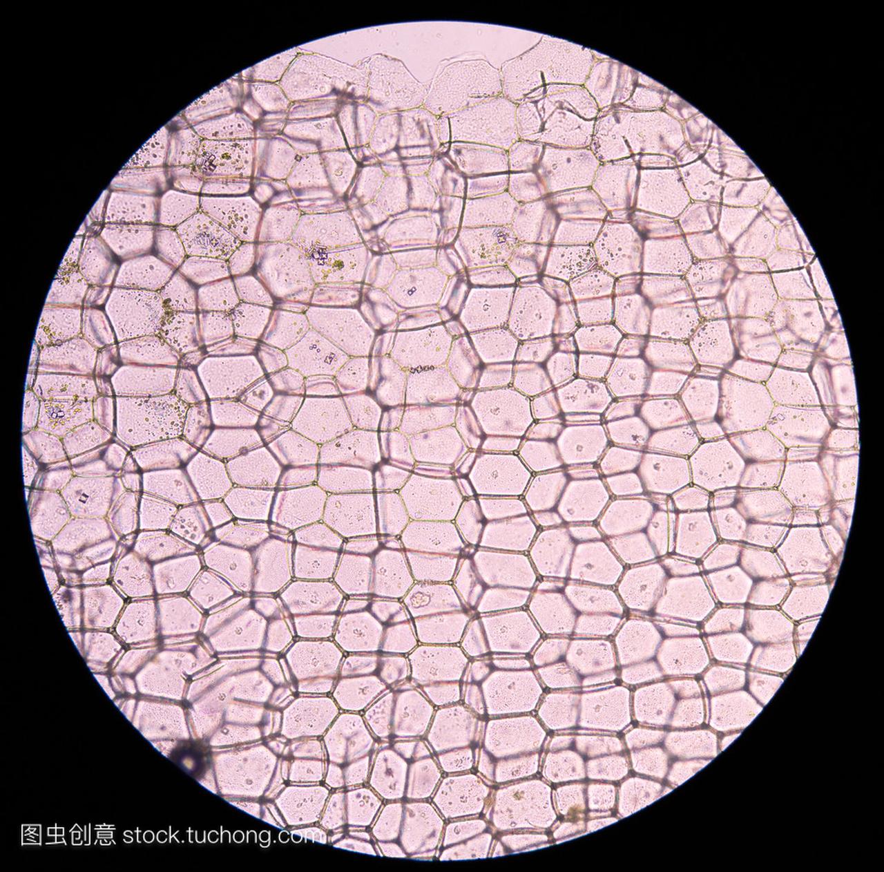 牡蛎植物细胞。显微镜下观察植物细胞