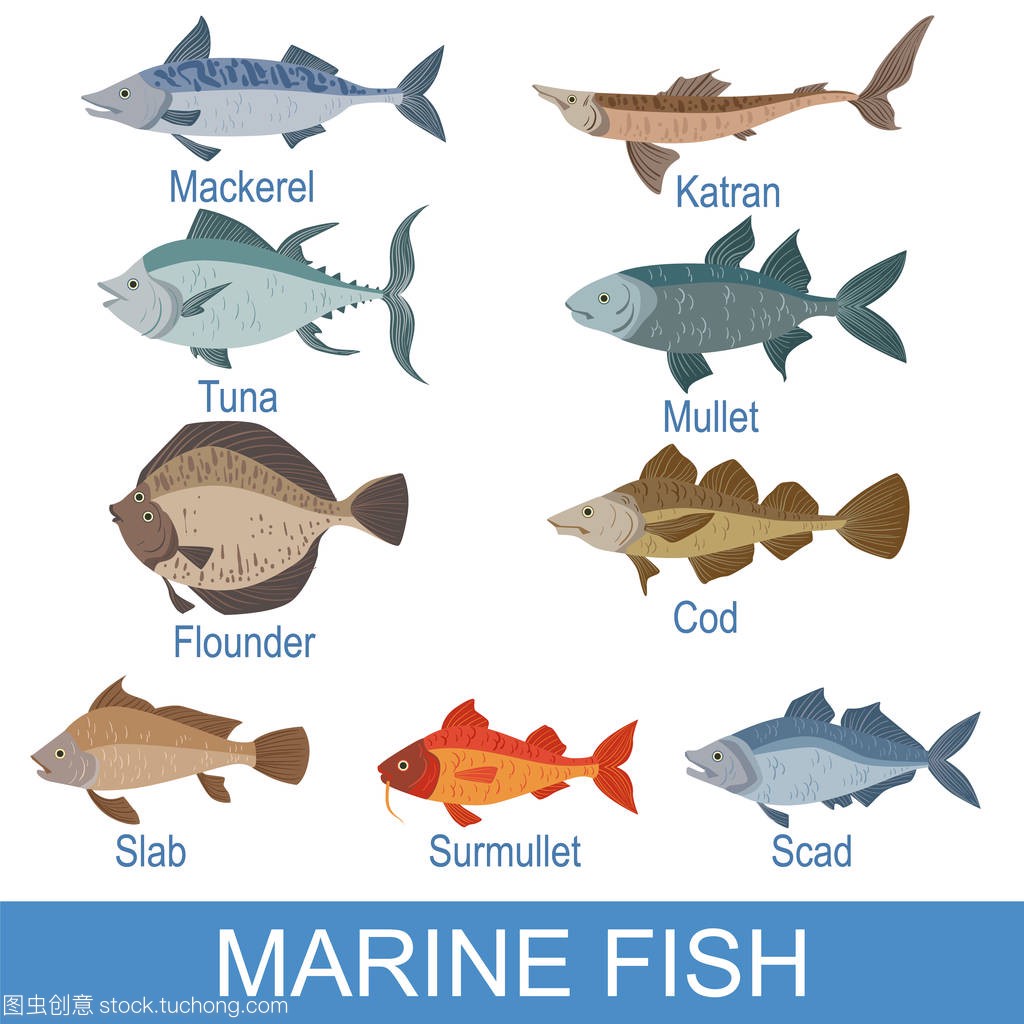 海洋鱼类识别石板与名称