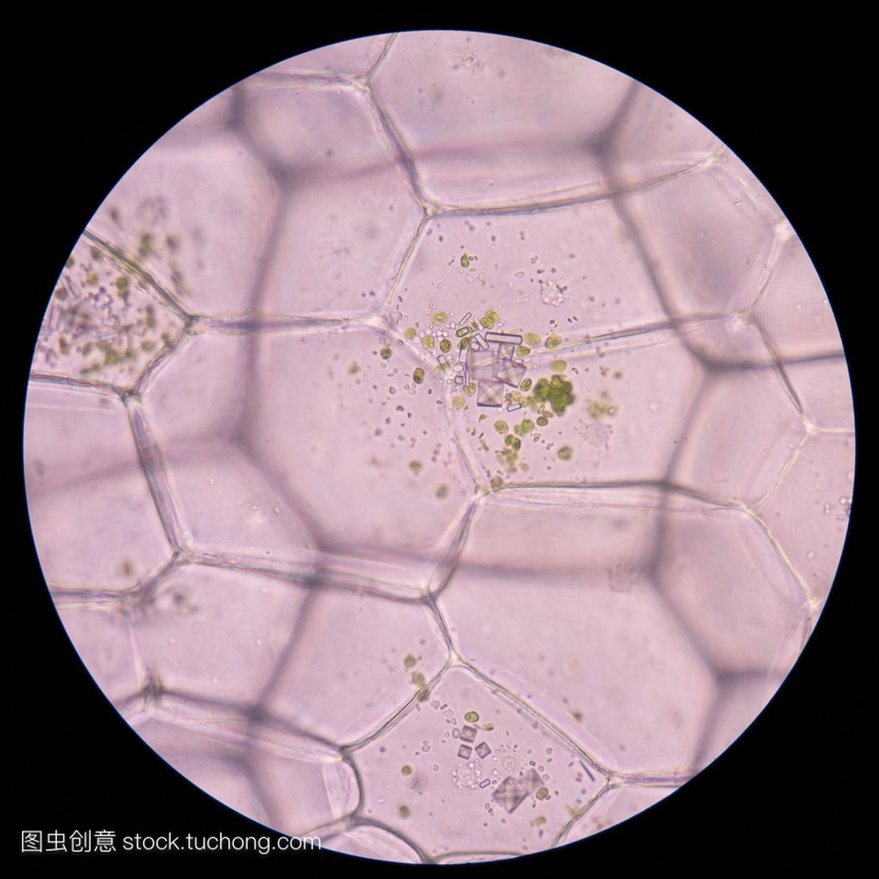 牡蛎植物细胞。显微镜下观察植物细胞