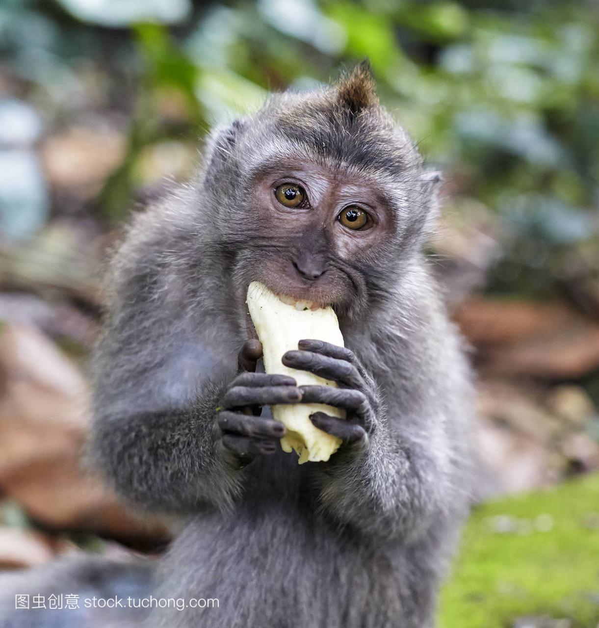猕猴猴子吃香蕉巴厘岛