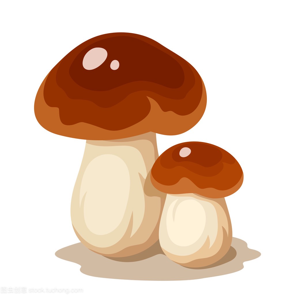 两个 cep 蘑菇。矢量图
