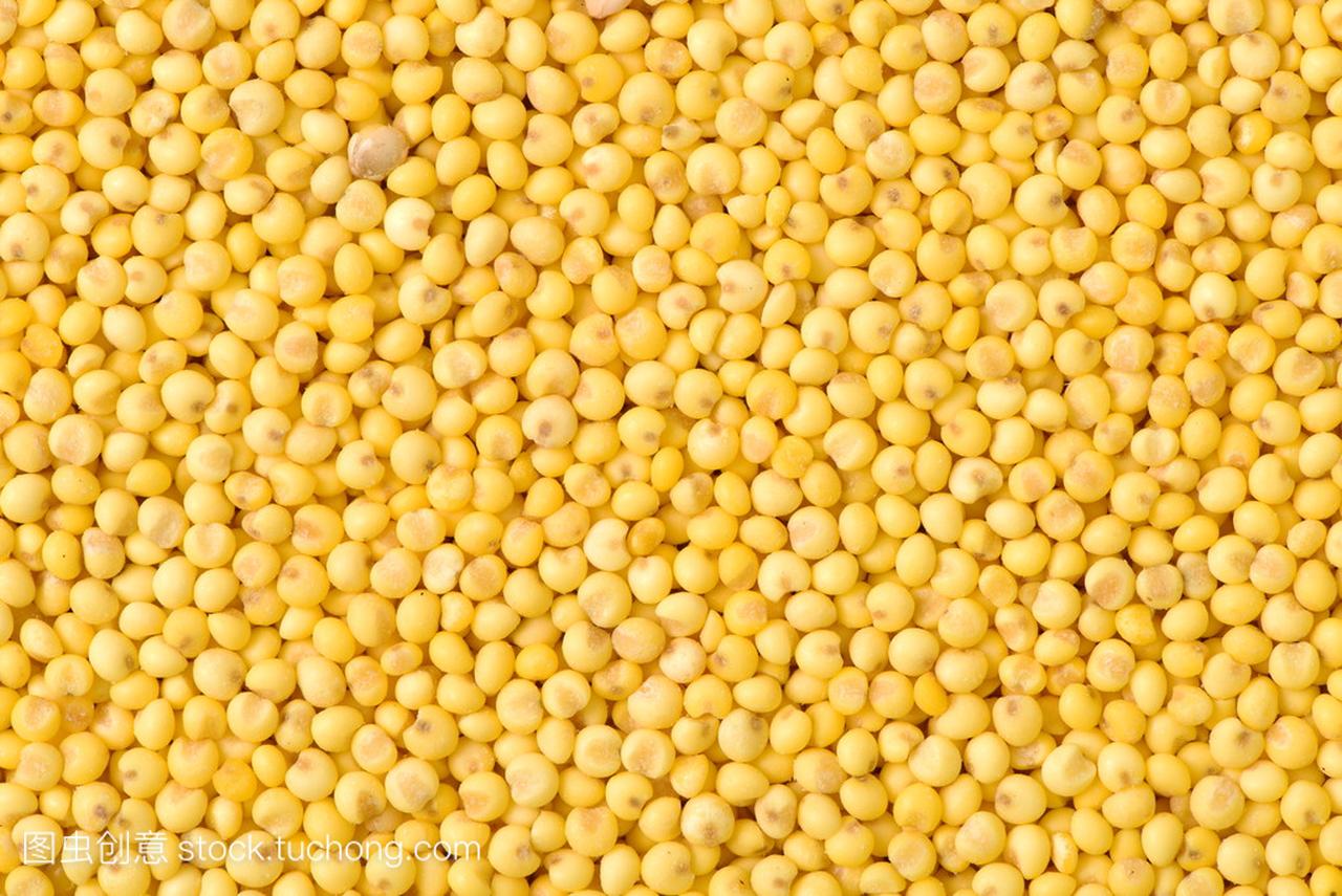 黄籽小米