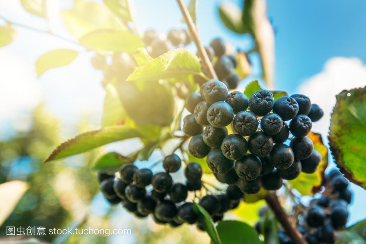 卓有成效的成熟黑浆果在树枝上