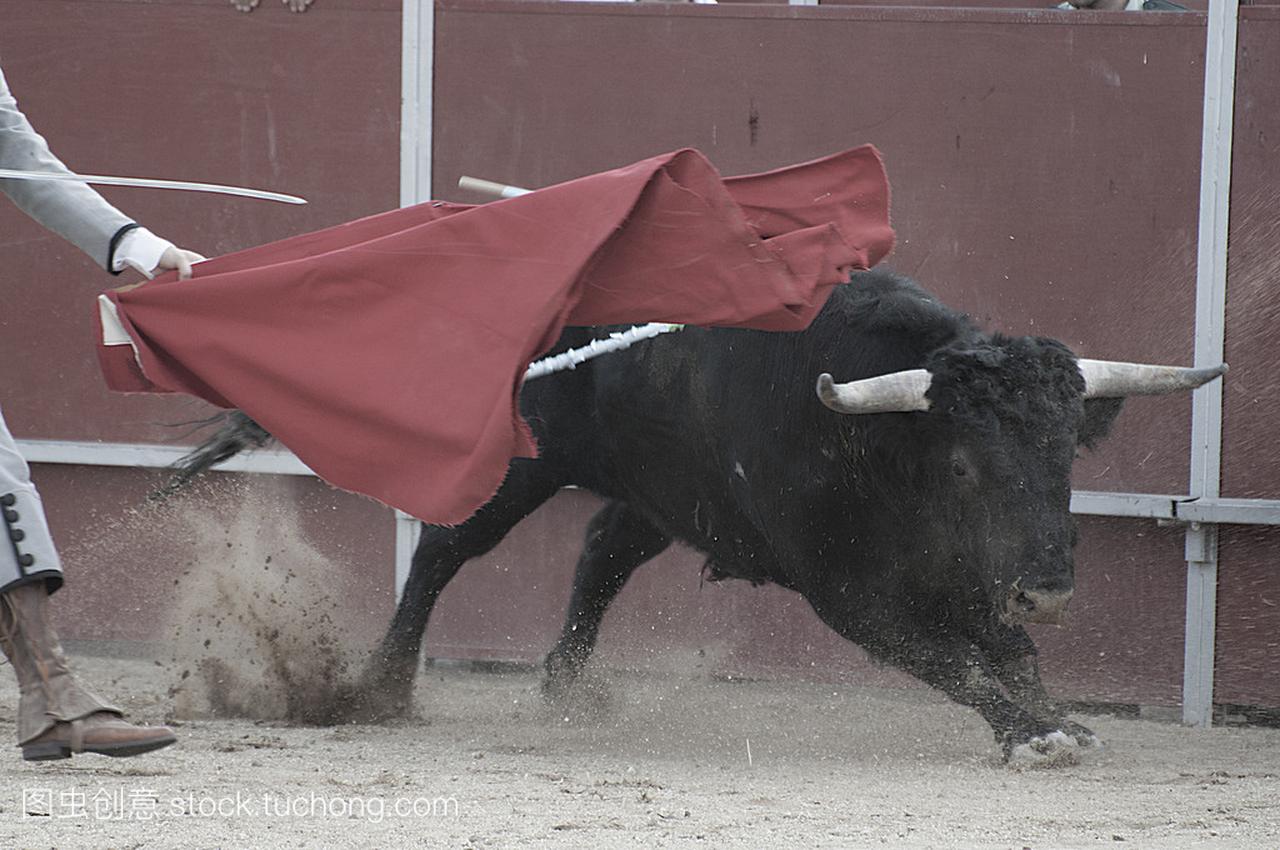 来自西班牙的战斗牛图片。