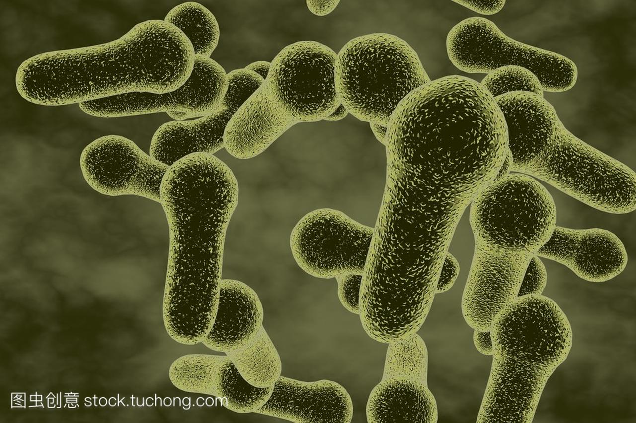 细菌破伤风梭菌检查或其他梭状芽胞杆菌