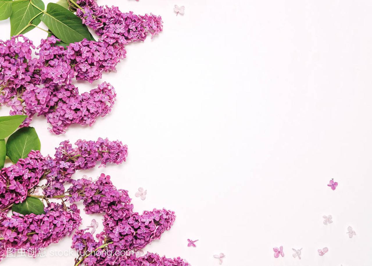 紫罗兰色丁香花白色背景上的框架