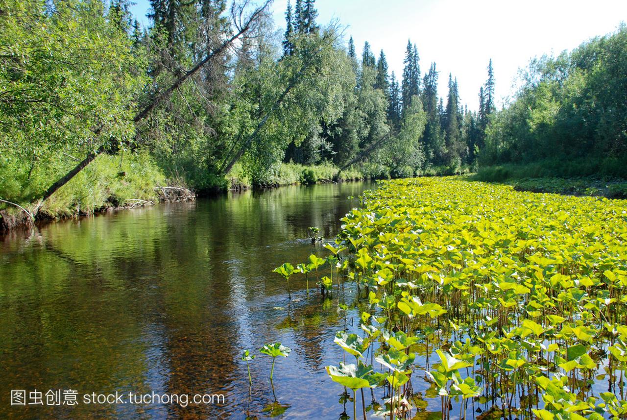 俄罗斯科米共和国的森林中河