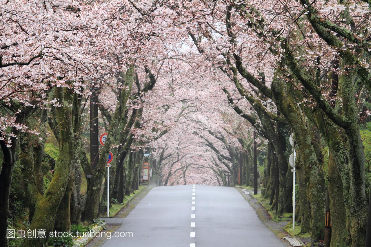 隧道的樱花在日本静冈县伊豆高原