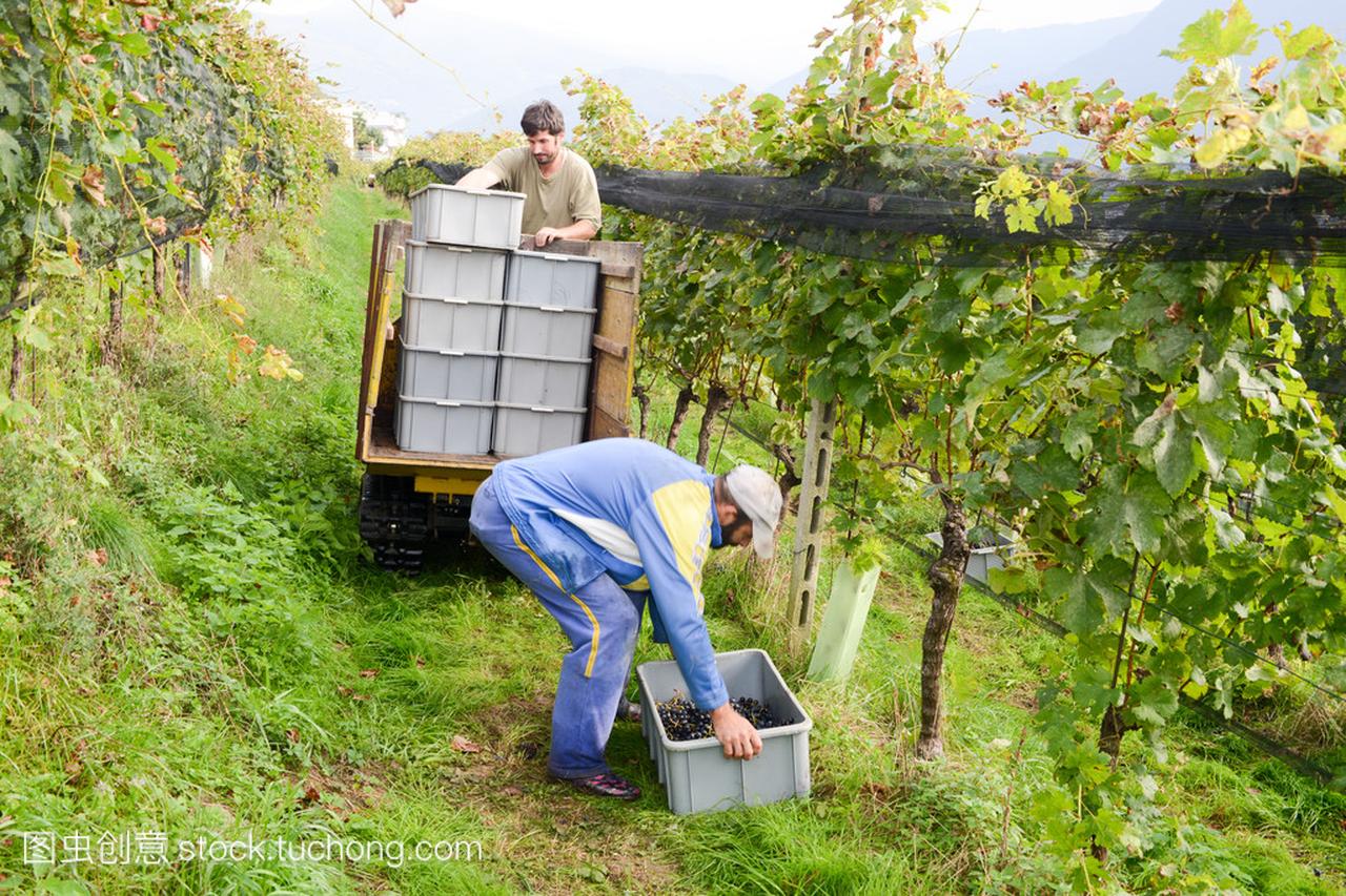 Gente cosecha de uvas en un viedo en porza c
