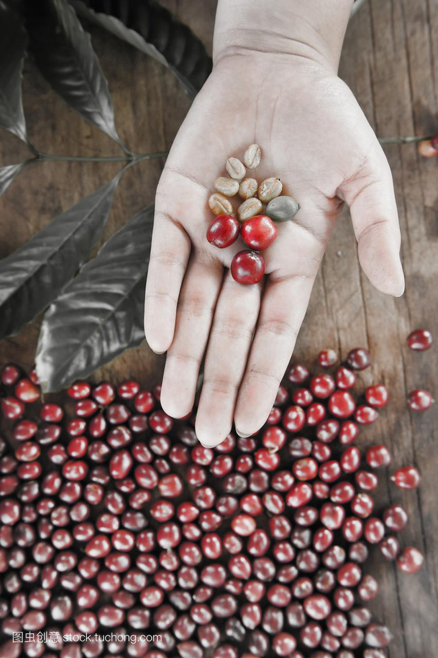 新鲜的咖啡豆在手上红色浆果咖啡 backgourng