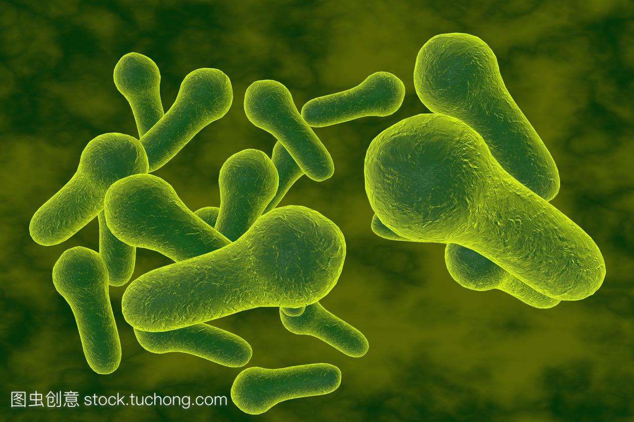细菌破伤风梭菌检查或其他梭状芽胞杆菌