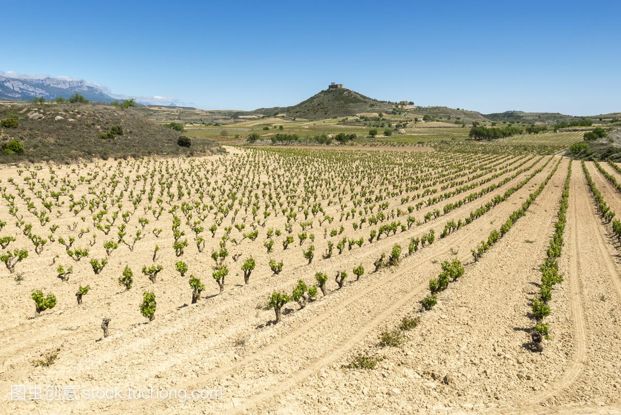 Vineyards at La Rioja (Spain)
