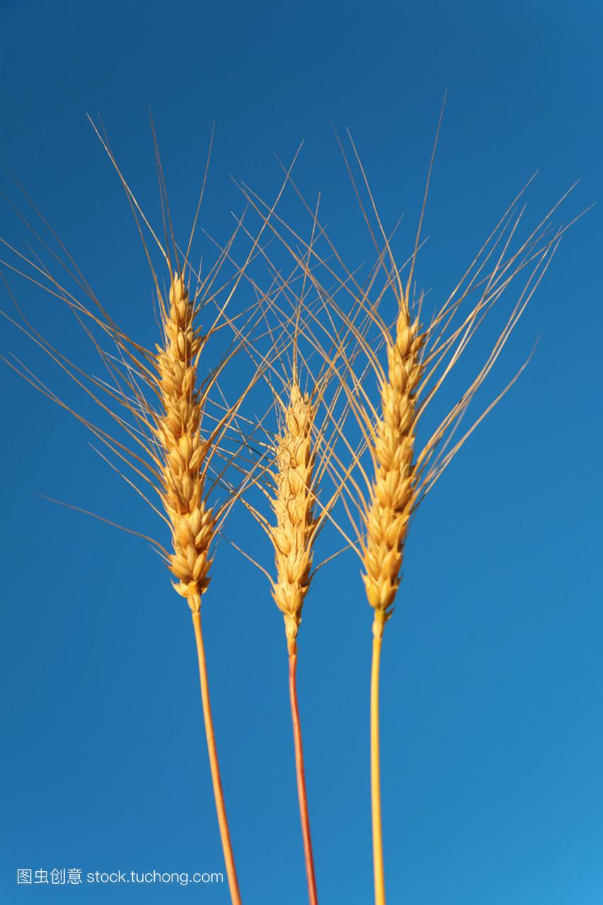 小麦的天空背景下的三个耳