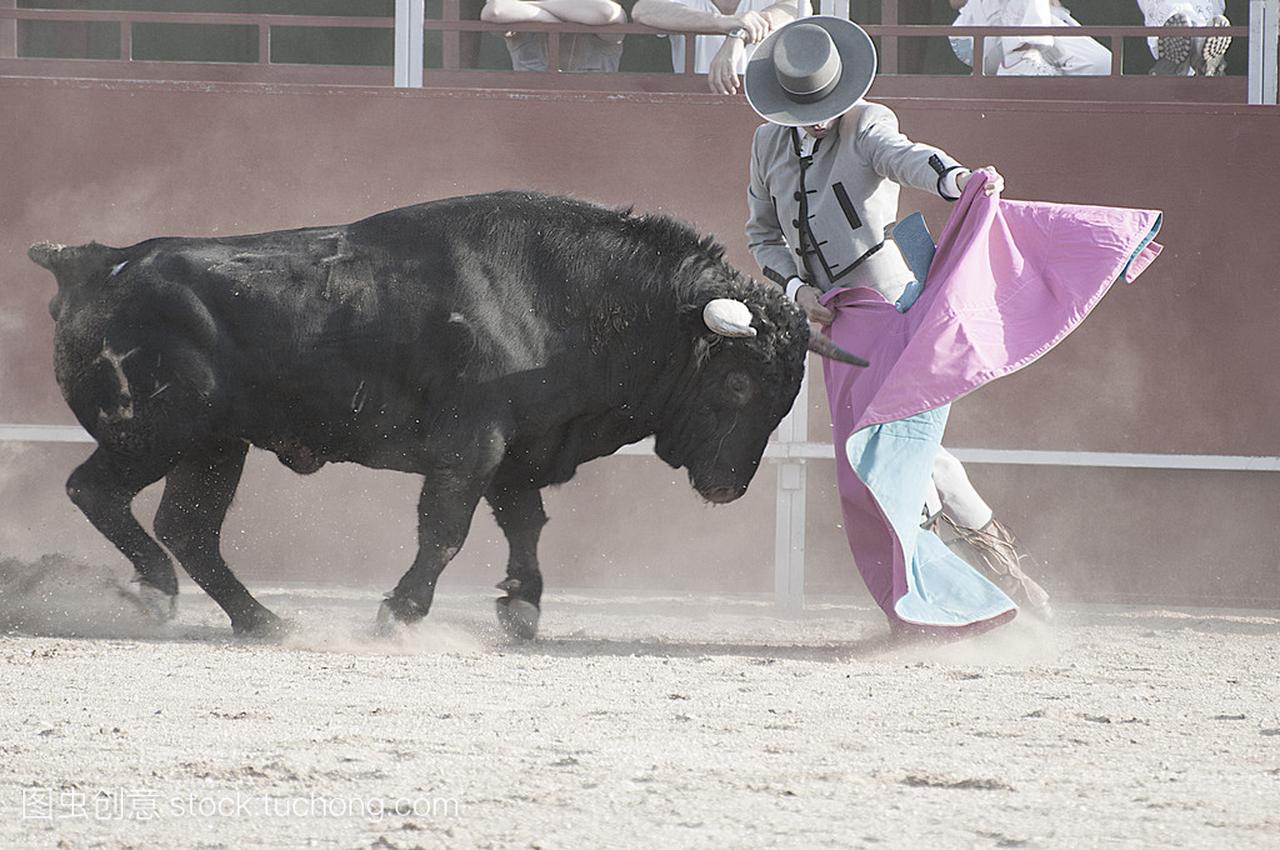 来自西班牙的战斗牛图片。