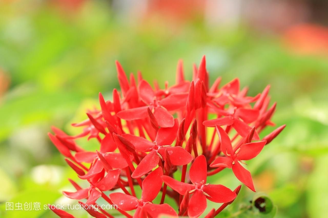仙丹花-红色花