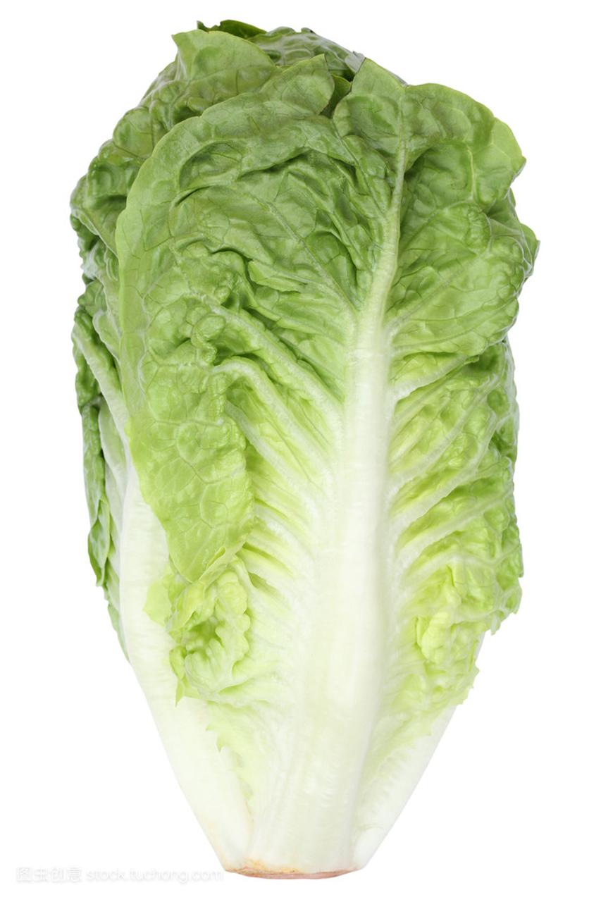 长叶莴苣生菜侧面视图蔬菜上白色孤立