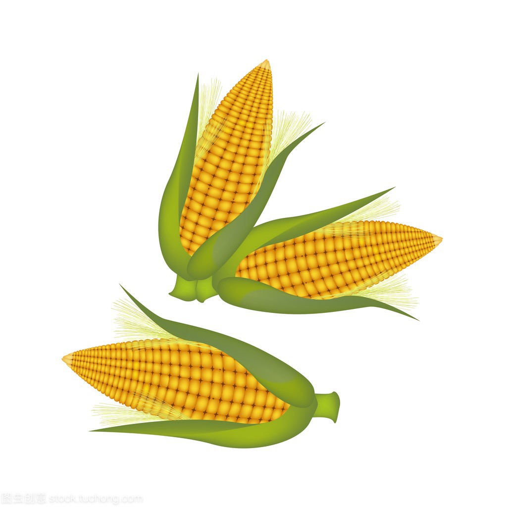 玉米与稻壳和丝绸的三个耳
