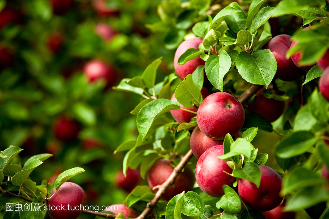 有机红熟透了的苹果绿色的叶子果园树上