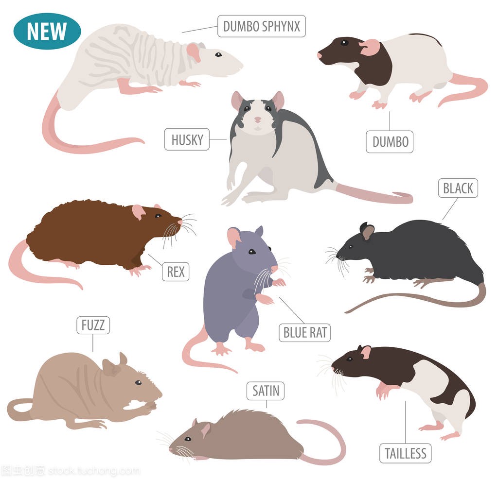 大鼠品种白色孤立平面样式的图标集。宠物鼠 